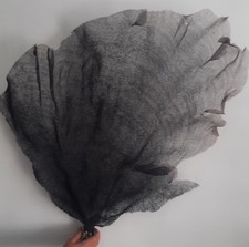 curiosité , taxidermie : superbe Et Énorme gorgone Eponge noire