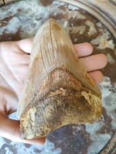 12 Cm - Dent fossile de