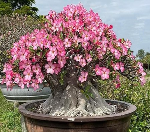 Graines adenium arabicum - graines, d'adenium