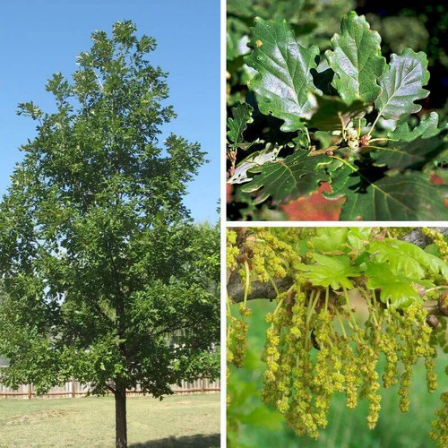 Quercus pubescens chêne - quercus,