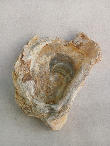 Ostrea crassissima huitre - ostrea, crassissima,