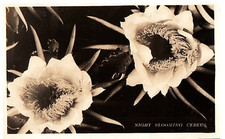 RPPC Carte Postale Nuit Deux