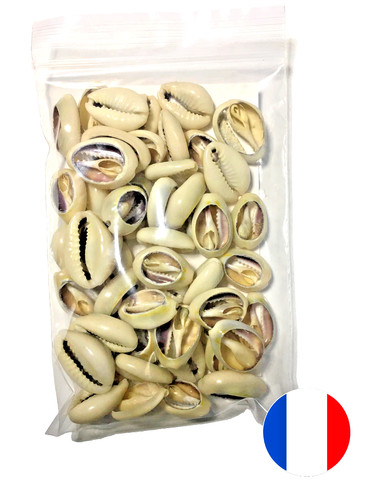 Cauris avec dos - dos, ouverte
