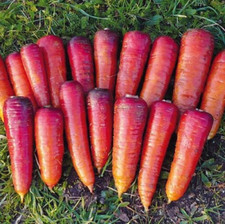250 Graines - Carotte Rouge