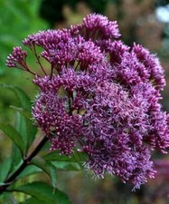 80 graines EUPATOIRE POURPRE(Eupatorium Purpureum)G311 JOE PYE WEED SEEDS SAMEN