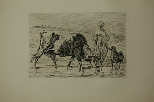 Vache abreuvoir eau - À, l'abreuvoir.