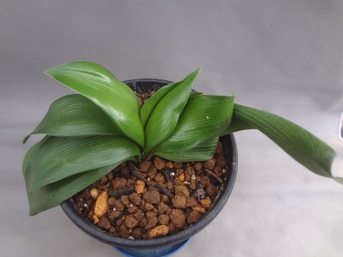Clivia miniata suzume - clivia,