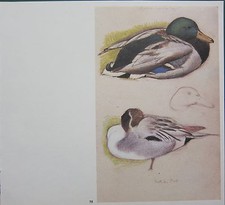 Magnifique Imprimé D'Oiseau Vintage ~ Canard Colvert & Canard Siffleur