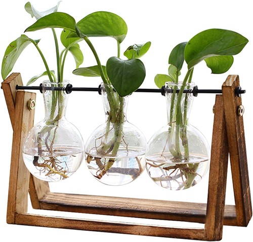 Plant terrarium with wooden - terrarium,