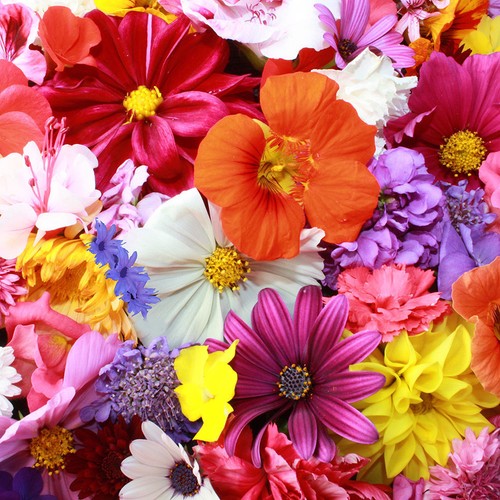 Letterbox flowers 30cmx30cm - flowers,