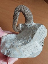 361g. Heteroceras Moriezensi