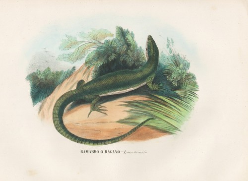 Lacerta viridis échassiers - lacerta,