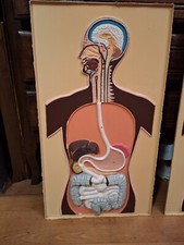 Planche Anatomique Écorché