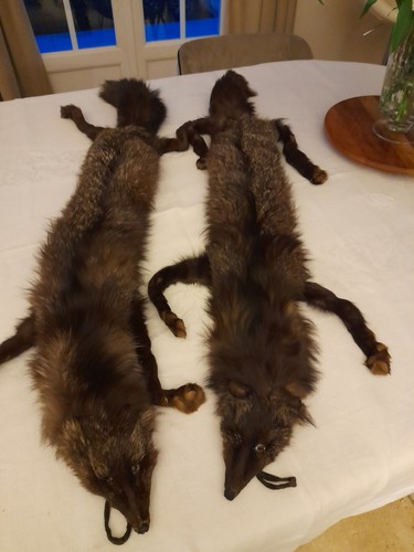 étoles fourrures renard - fourrures, de
