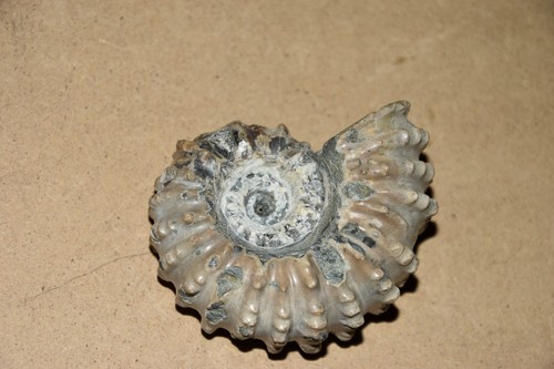 Ammonite douvilleiceras - ammonite,