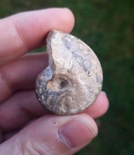 Rare Nautile fossile Somanautilus clavifer Saint Benin d'Azy (58)_4 cm