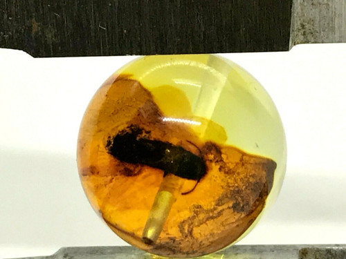 Ambre insecte perle - insecte,