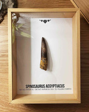 🦕 Dent de Spinosaure -