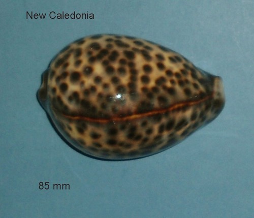 Cypraea tigris jaune - cypraea,