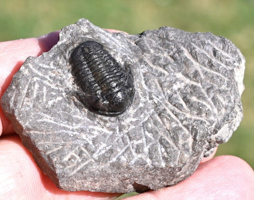 Trilobite fossil gerastos - fossil,,