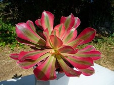 Aeonium PINK WITCH : Grande