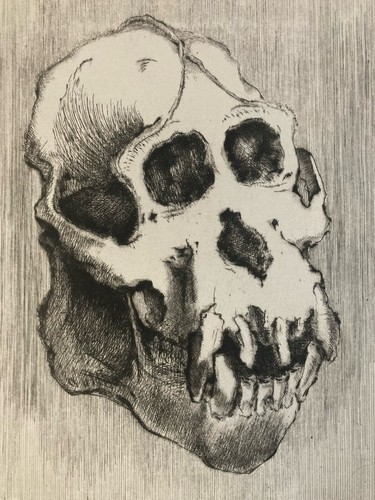 Belle gravure tête singe - ,