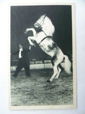CPA CIRQUE / CIRCUS POST CARD : RADIO-CIRCUS OURAL CHEVAL CABREUR / GRUSS