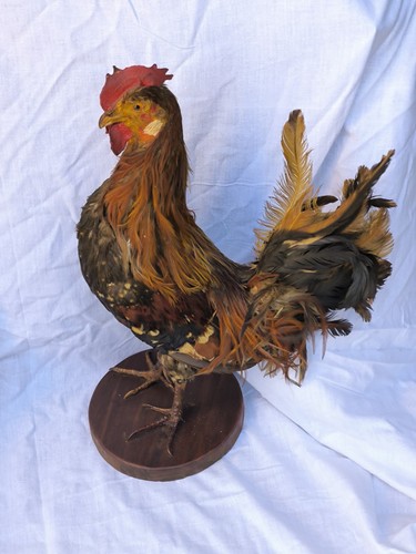 Taxidermie coq - taxidermie,