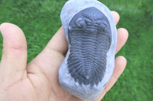 Hollardops trilobite devonian - trilobite,,
