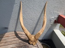 Massacre de Bongo ; Tragelaphus eurycerus