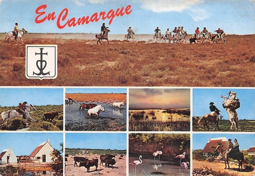 Camargue gardians cheval - 13,