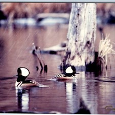 c1990s IA Hooded Merganser
