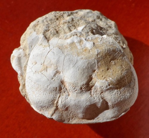 Crabe fossile crétacé - crabe,