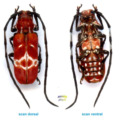 Cerambycidae callimation - -,