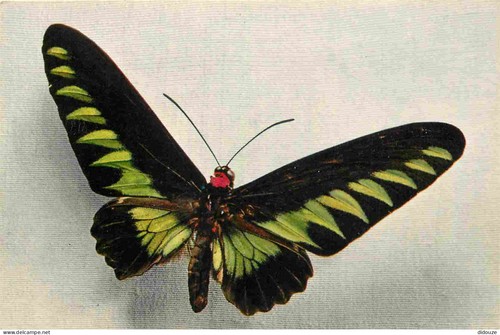 Carte postale animaux - animaux,