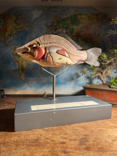 Rare vintage somso carp - rare,