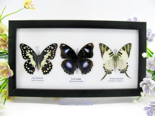 Vrais beaux papillons - vrais,