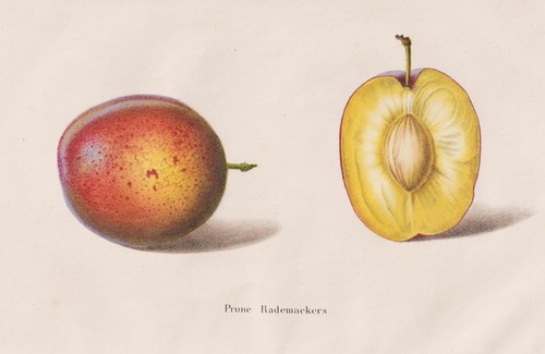 Prune plum prunes fruits - prunes,