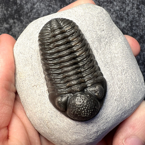 Moroccops trilobite fossil - sp.,