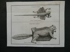 Lézard volant et Ecureuil