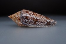 25 - Sea shells - Conus