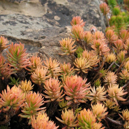 Sedum reflexum angelina - reflexum, 'angelina'