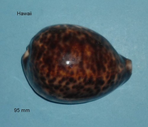 Cypraea tigris schilderiana - cypraea,