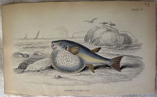 Poisson globe pennant - poisson, de