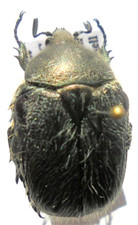 ODONTORRHINA  maraisi  PARATYPE M A1  19 mm