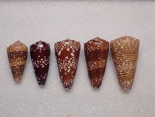 10 - Sea shells - Set 5 conus
