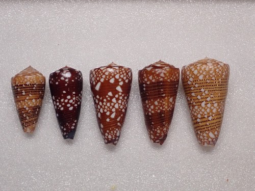 Sea shells set 5 - -,