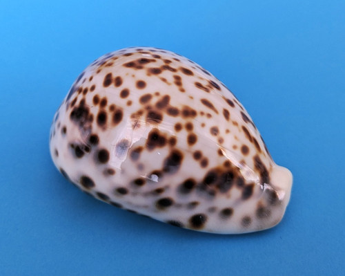 Cypraea tigris mm gem - tigris,