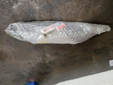 Amortisseur arrière DT50R 97