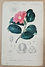 Gravure Botanique sur cuivre